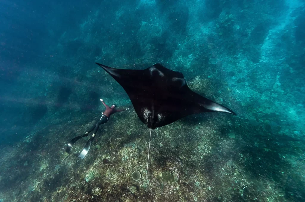 Discover The Majestic Manta Rays of Komodo National Park