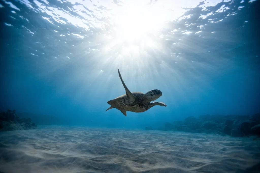 Up Close with Nature: The Enchanting Turtles of Kanawa Island