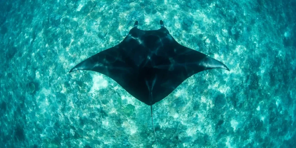 Manta Point