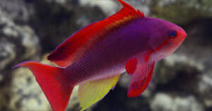 Anthias and Sweetlips