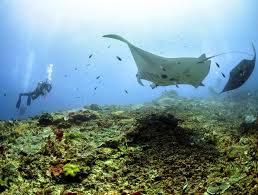 Diverse Marine Life manta point