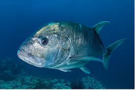 Giant Trevally
