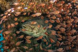 Groupers and Snappers