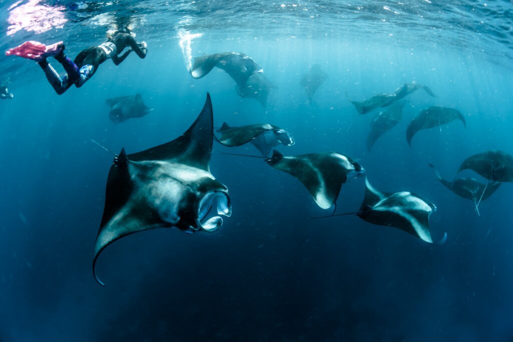 Manta Point on Komodo Island