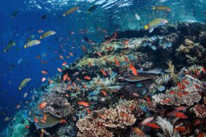 Marine Life at Batu Bolong