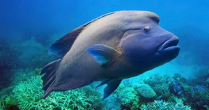 Napoleon Wrasse