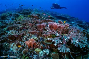 Wainilu Corals