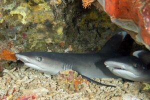 White-tip Reef Sharks