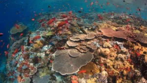 batu bolong underwater view