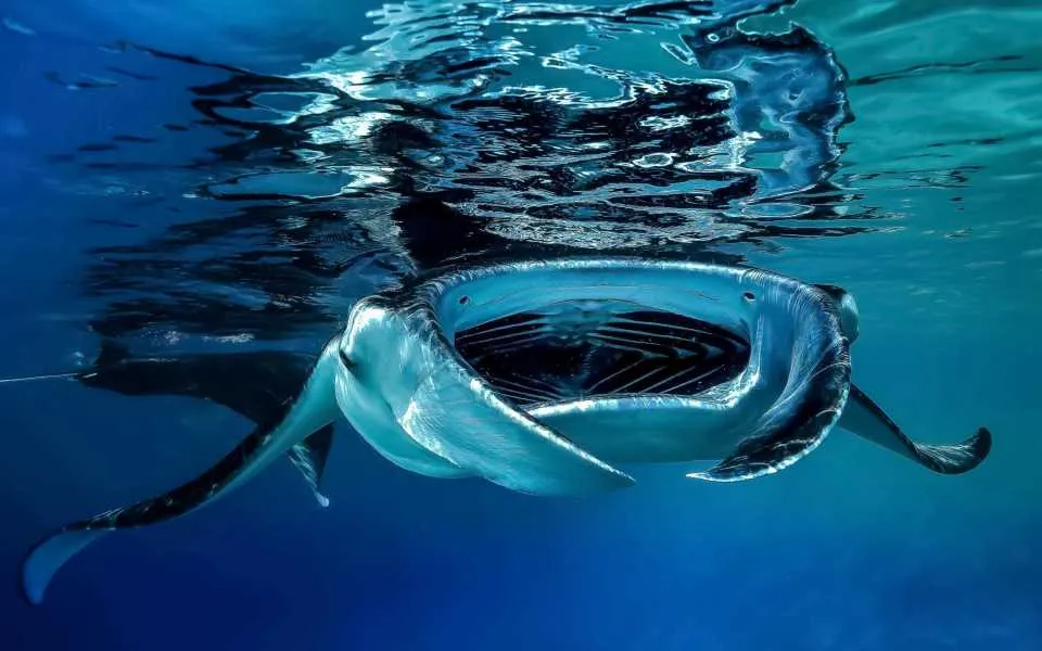 manta on manta point