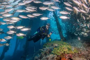 School of fish at Blue Magic dive site in Raja Ampat, a popular spot for diving