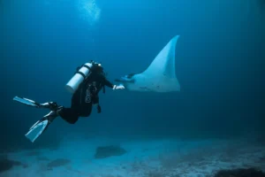 Manta rays gliding at Manta Sandy dive site in Raja Ampat Indonesia