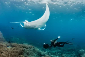 diving in misool