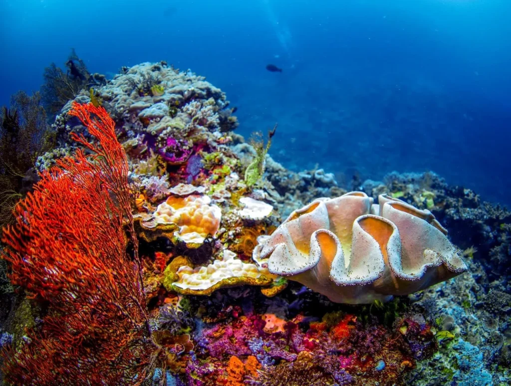 Fam Islands Raja Ampat