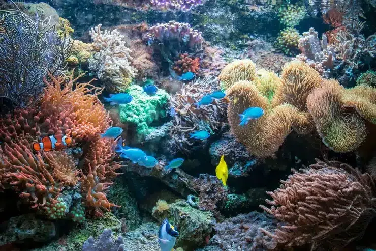raja ampat reef ecology