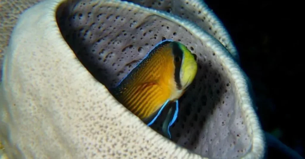 Colorful reef fish hiding inside a sea sponge in Raja Ampat, Indonesia – captured during a scuba diving liveaboard trip