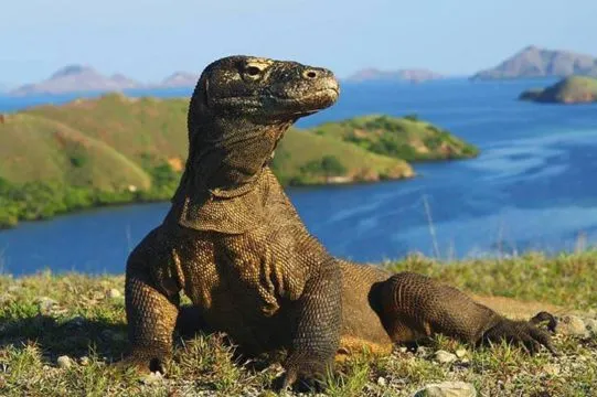 Komodo dragon statue overlooking the scenic waters and islands of Komodo National Park, East Nusa Tenggara
